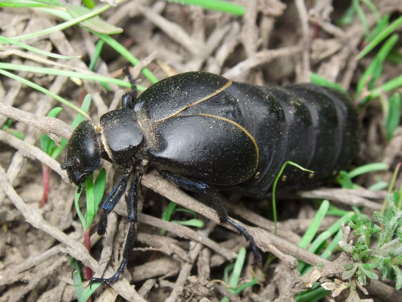 Meloe hungarus Schrank, 1776